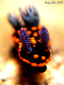 Nembrotha Yonowae - Padang Bai
So tiny I need 3 stacked ... by Andy Chan 